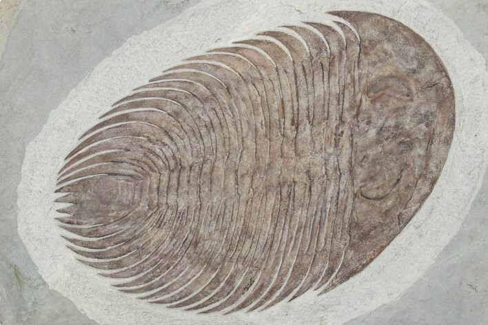 Rare, Lower Cambrian Gigantopygus Trilobite - Issafen, Morocco #227816